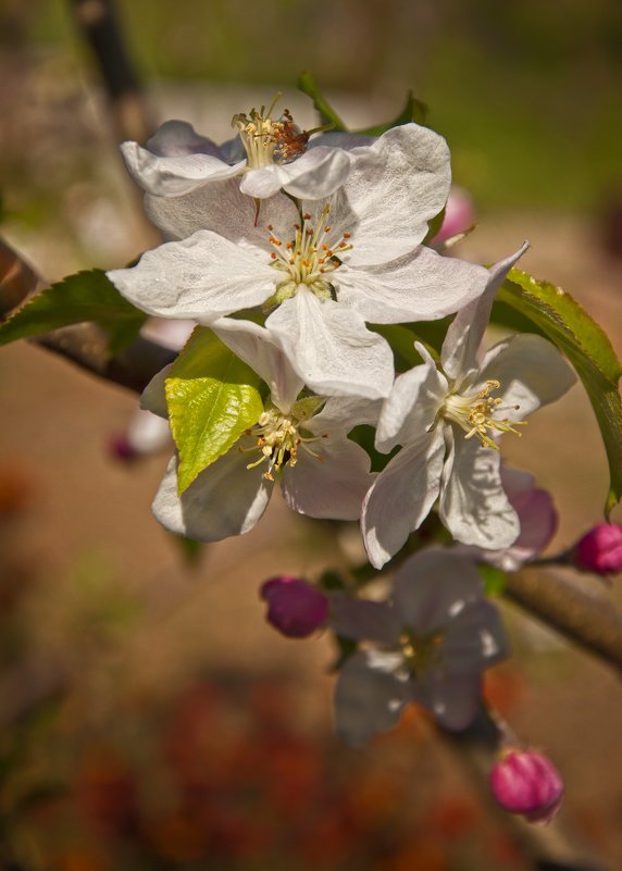 Яблони цветут - Ольга Мальцева