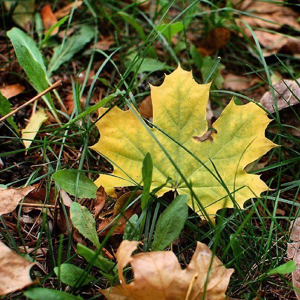 Leaf - Алла Кэлкэй