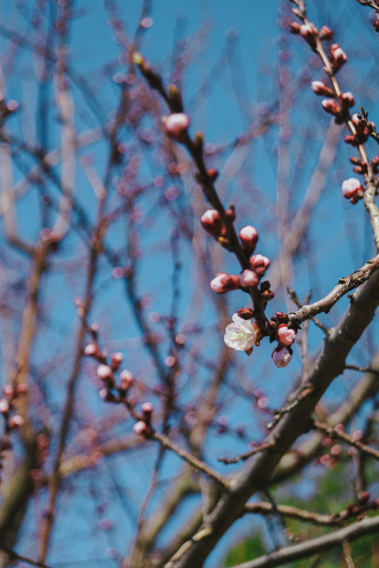 Цветущая абрикоса - Анжелика Фотограф
