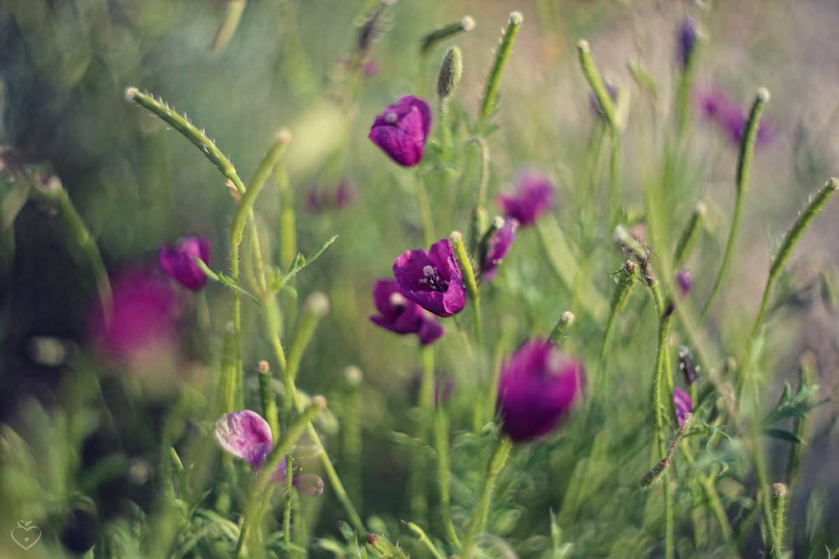 Purple Poppy - Yekaterina Foto