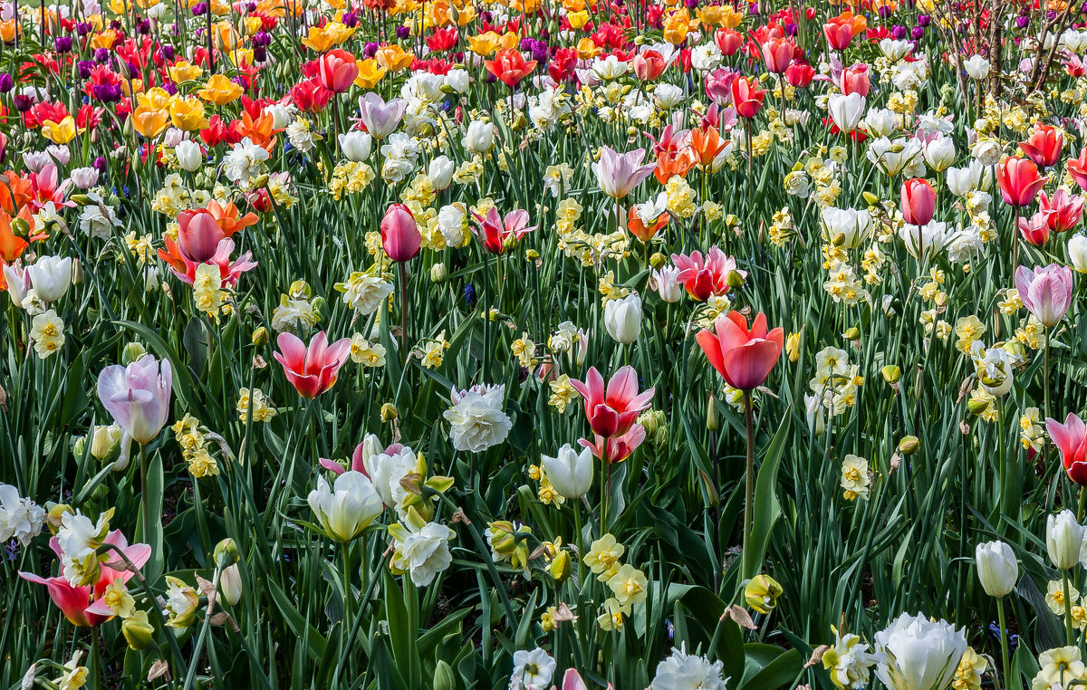 Tulips in Holland 04-2015 (4) - Arturs Ancans