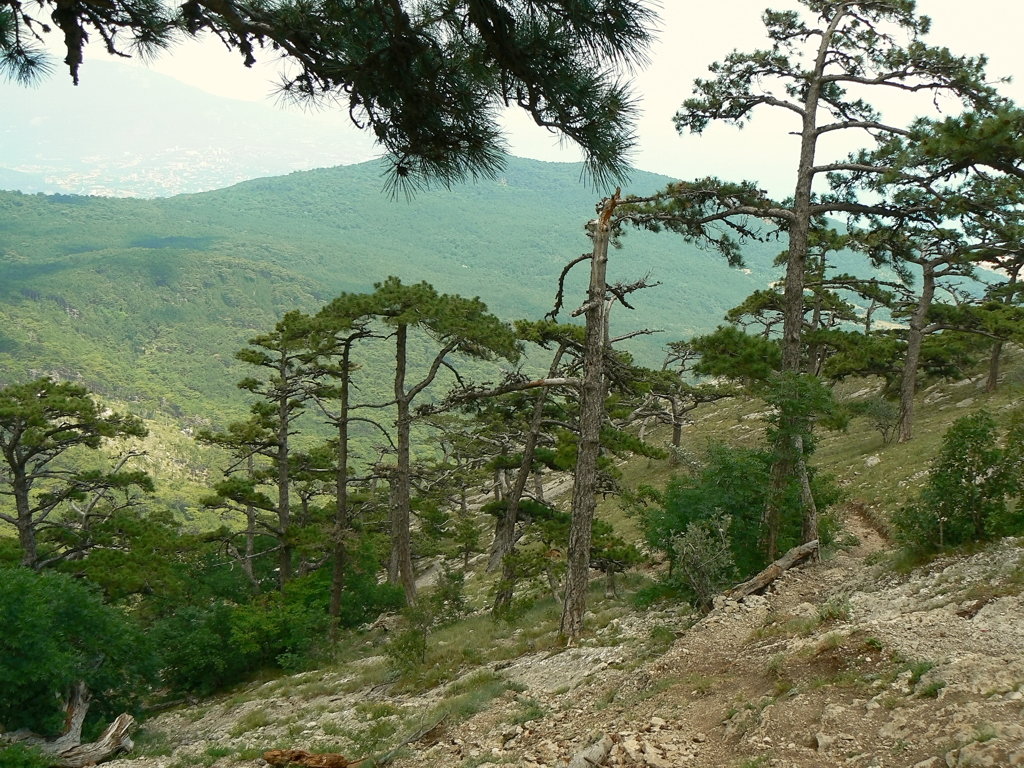 Крым,Ай-Петри - Сергей Цветков