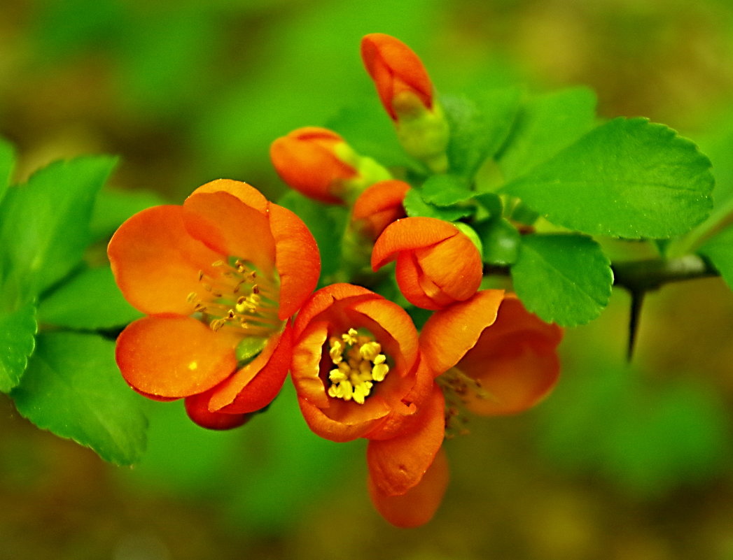 цветок алычи - юрий иванов