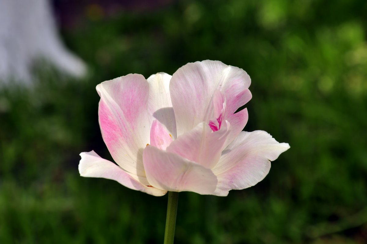 тюльпан - оксана рахова 