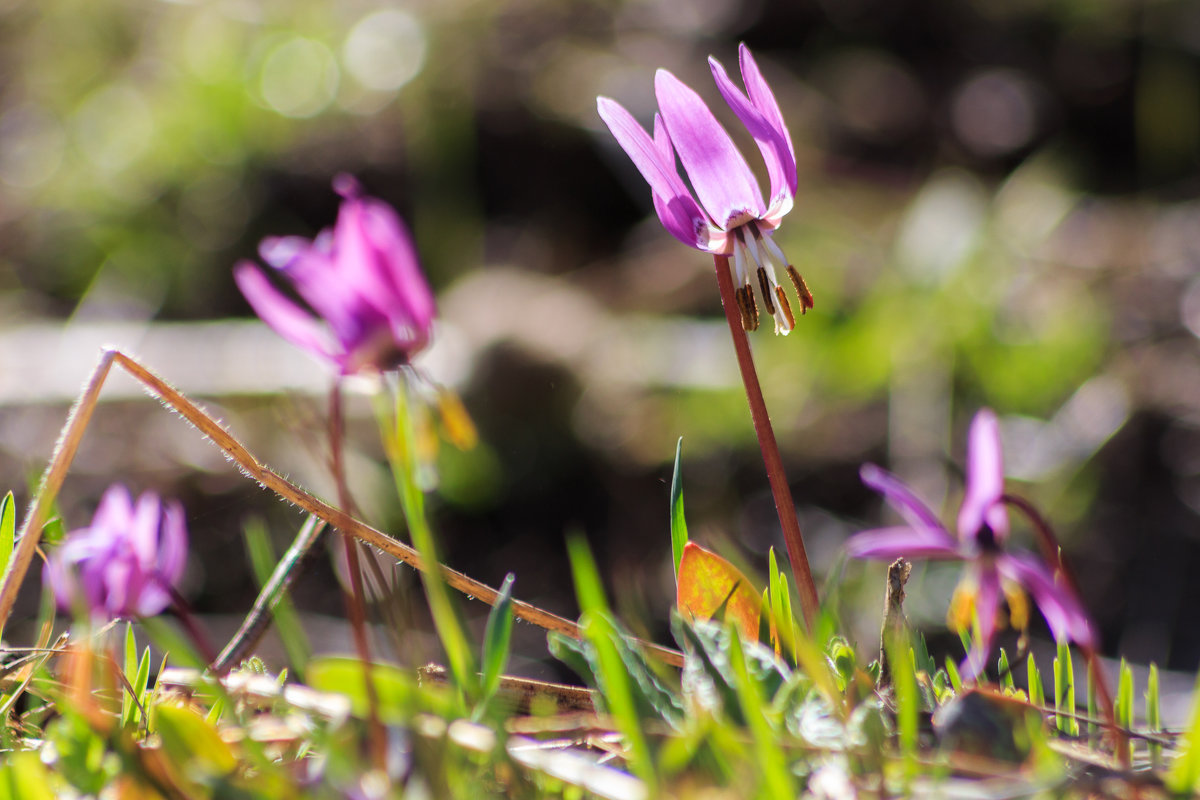 Кандык сибирский (Erythronium sibiricum) - Денис Соломахин