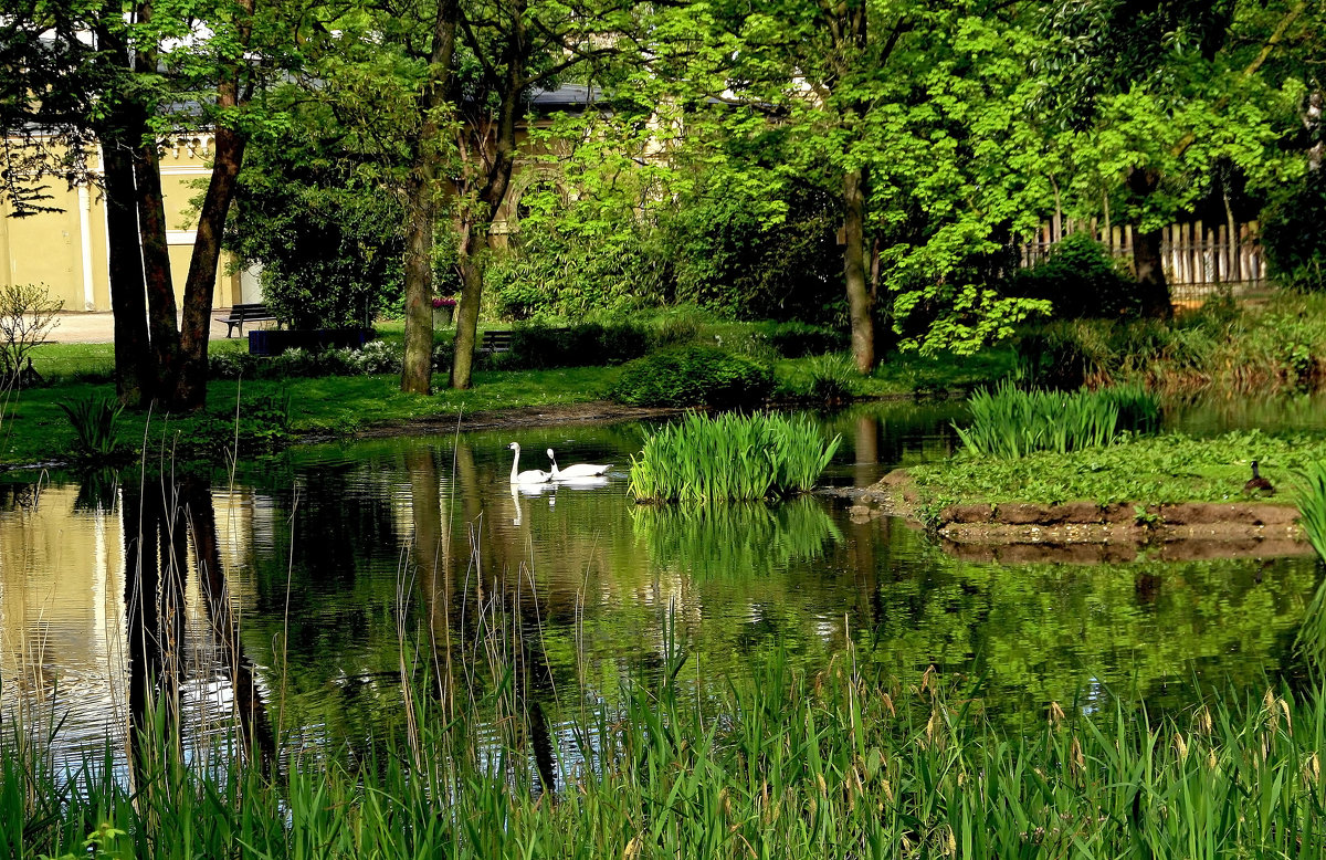 Белые лебеди в парке - Alexander Andronik