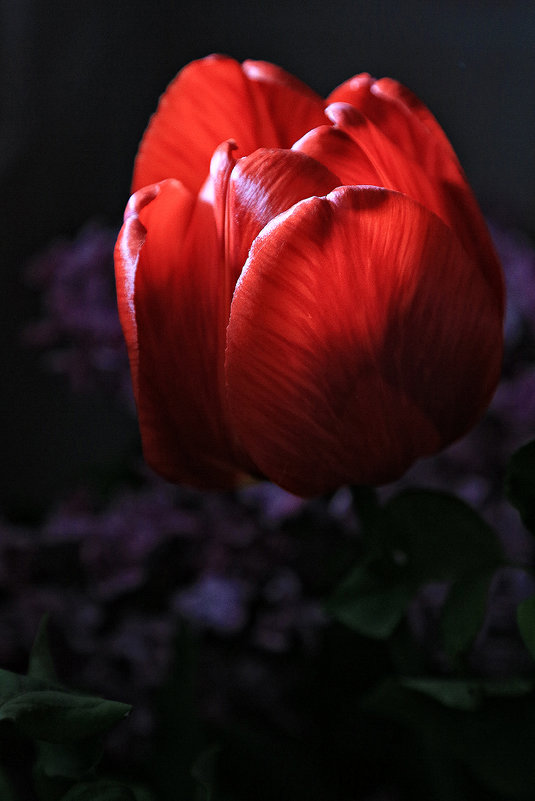 tulip 1 - Виктор Масальский
