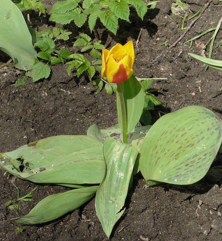 Первый тюльпан - Вера Щукина