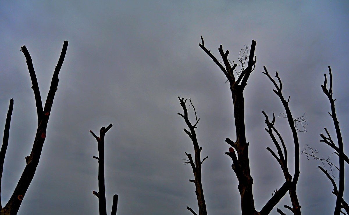 голые деревья.под пасмурное настроение - АННЕТТА ФОТОМОДЕЛЕЛЮБИТЕЛЬ