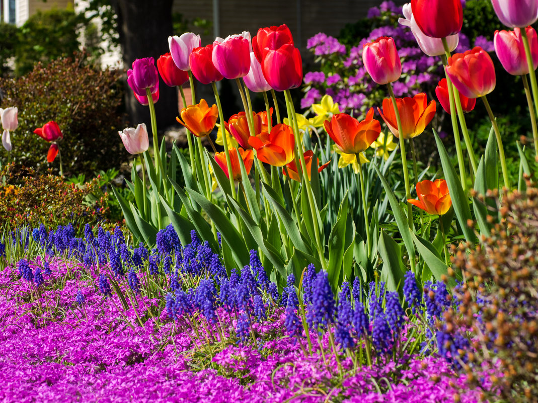 Colors of the Spring - Vadim Raskin