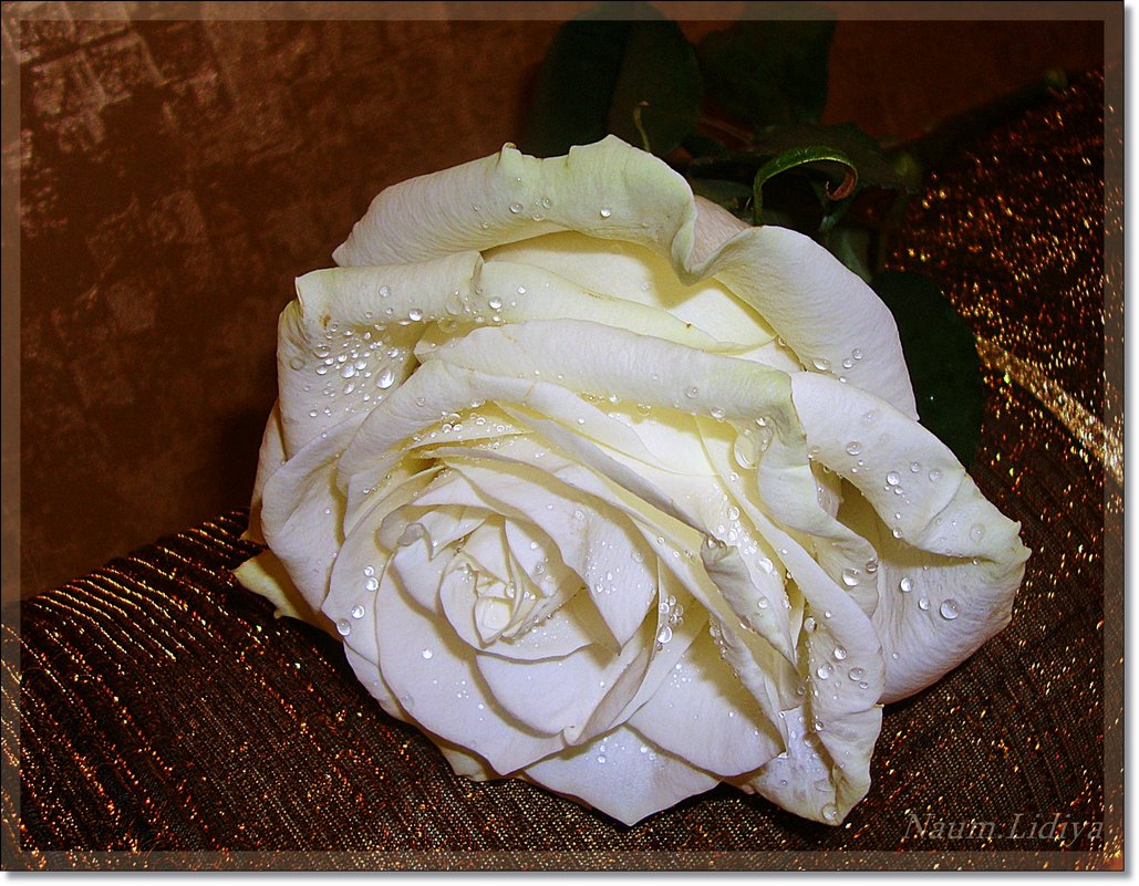 Нежная роза от любимого - Лидия (naum.lidiya)