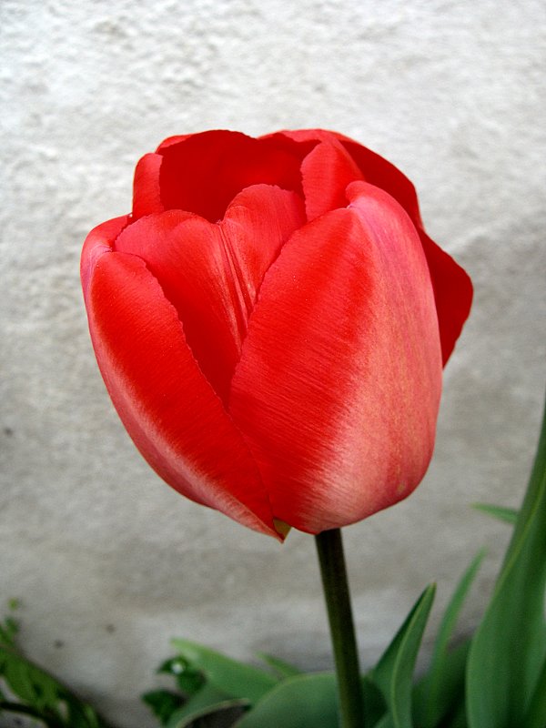 Тюльпан " Spring " - laana laadas