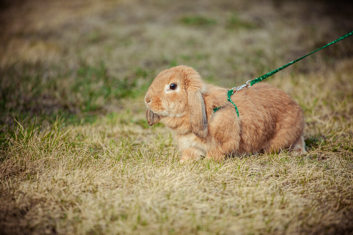кролик на прогулке - Алла Мещерякова 