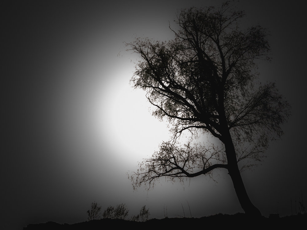 Лунное дерево - Алексей Шехин