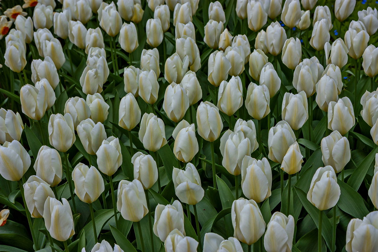 Tulips in Holland 04-2015 (11) - Arturs Ancans