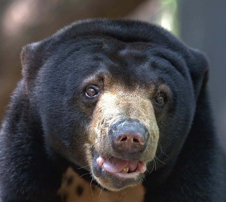 Портрет Малайского медведя - Евгений Печенин