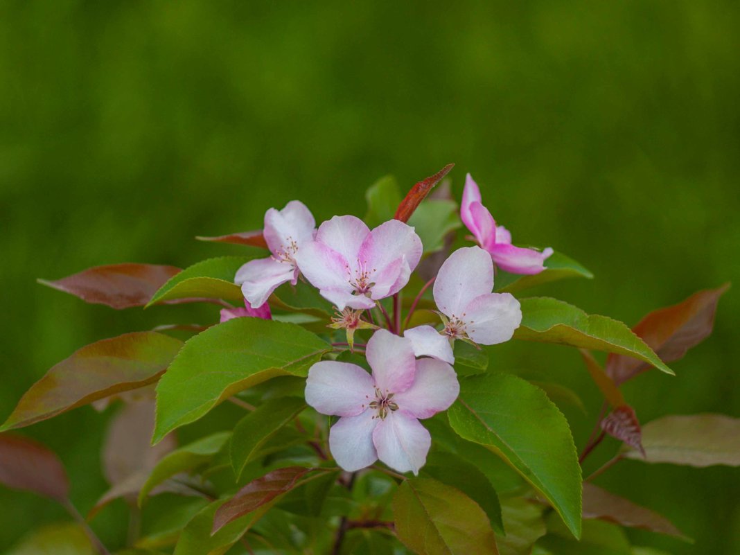 Яблоня в цвету - Павел Шалаев