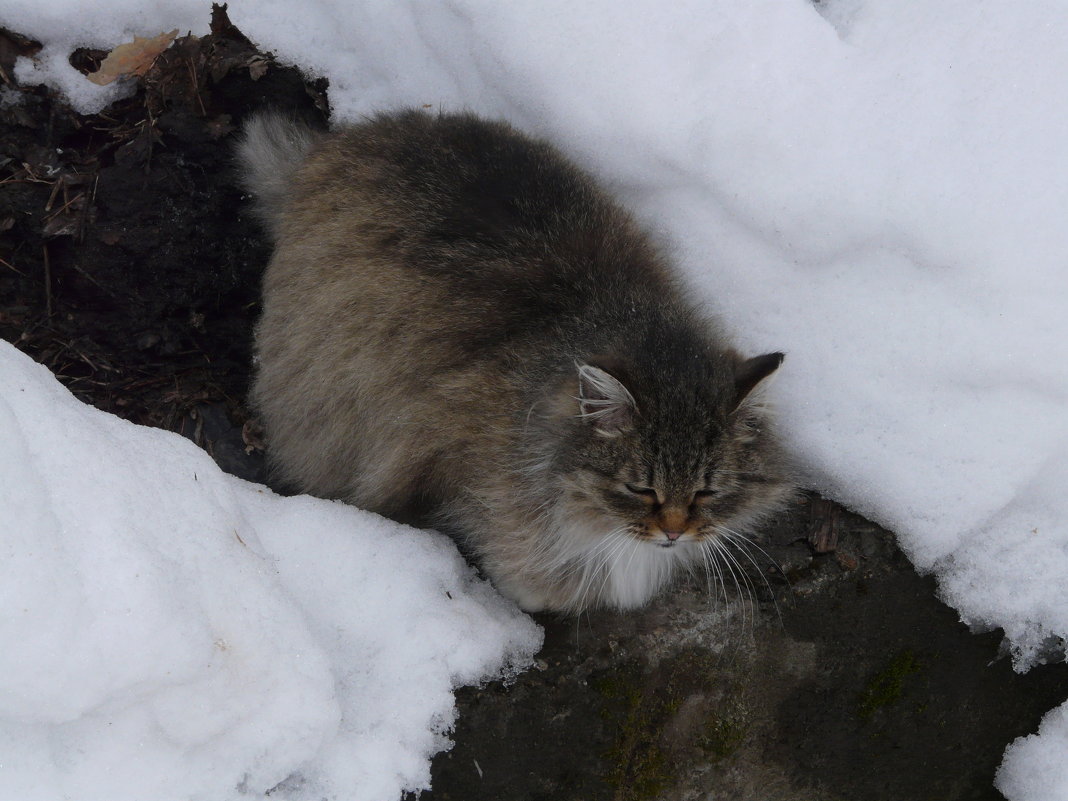 The cat. - Олег Дейнега