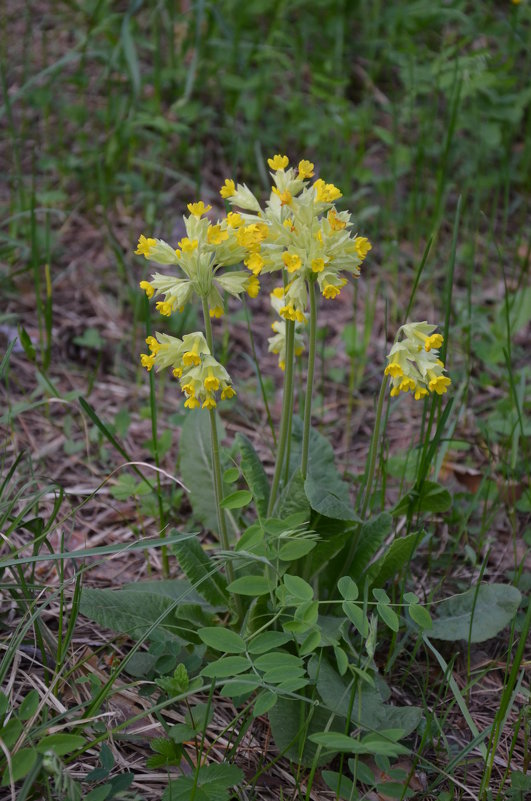 Wildwood flower - Николай Воробьёв 