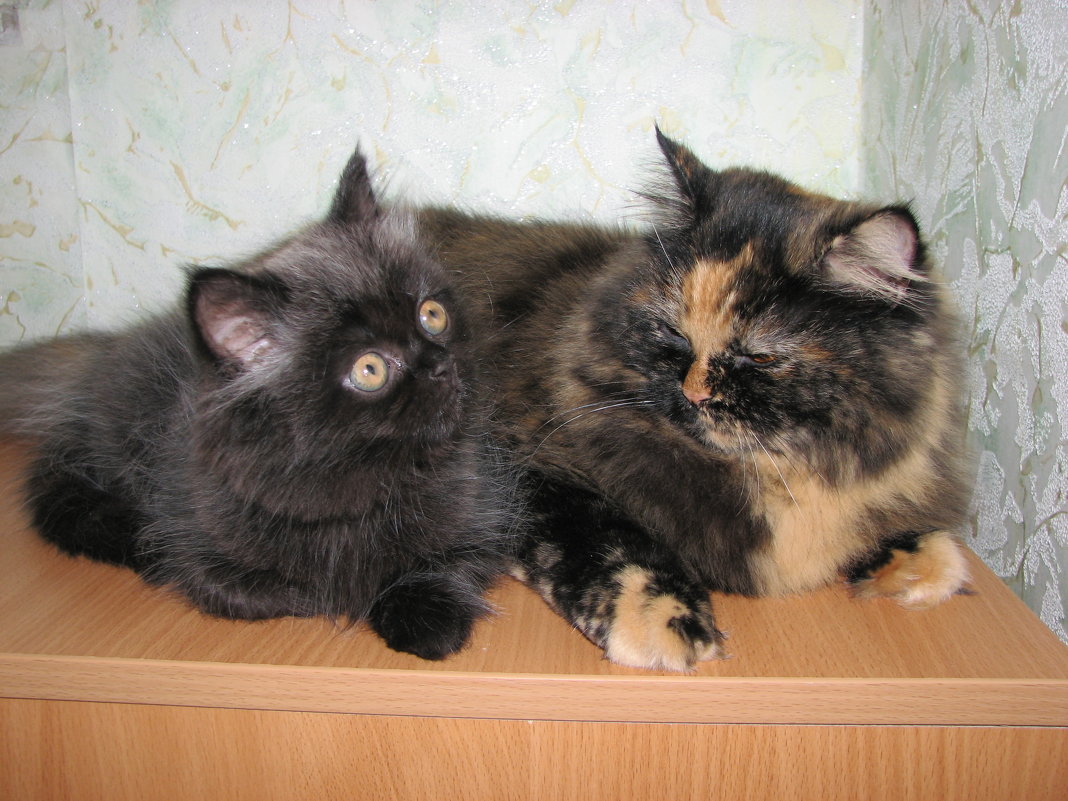 Кошка и котенок - Мама Диаша
