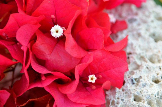 Red flowers and white stone. - Valentina Severinova