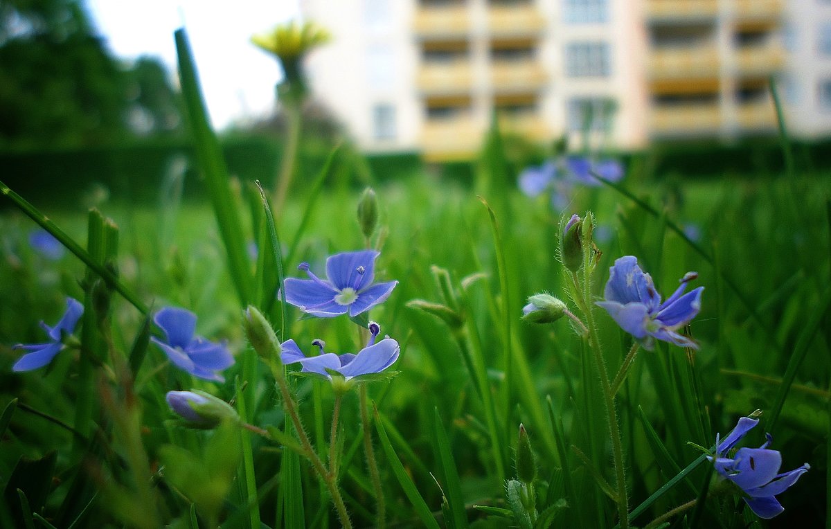 "Зацветают весной (ах, не надо! не надо!), Зацветают весной голубые цветы..." - Galina Dzubina