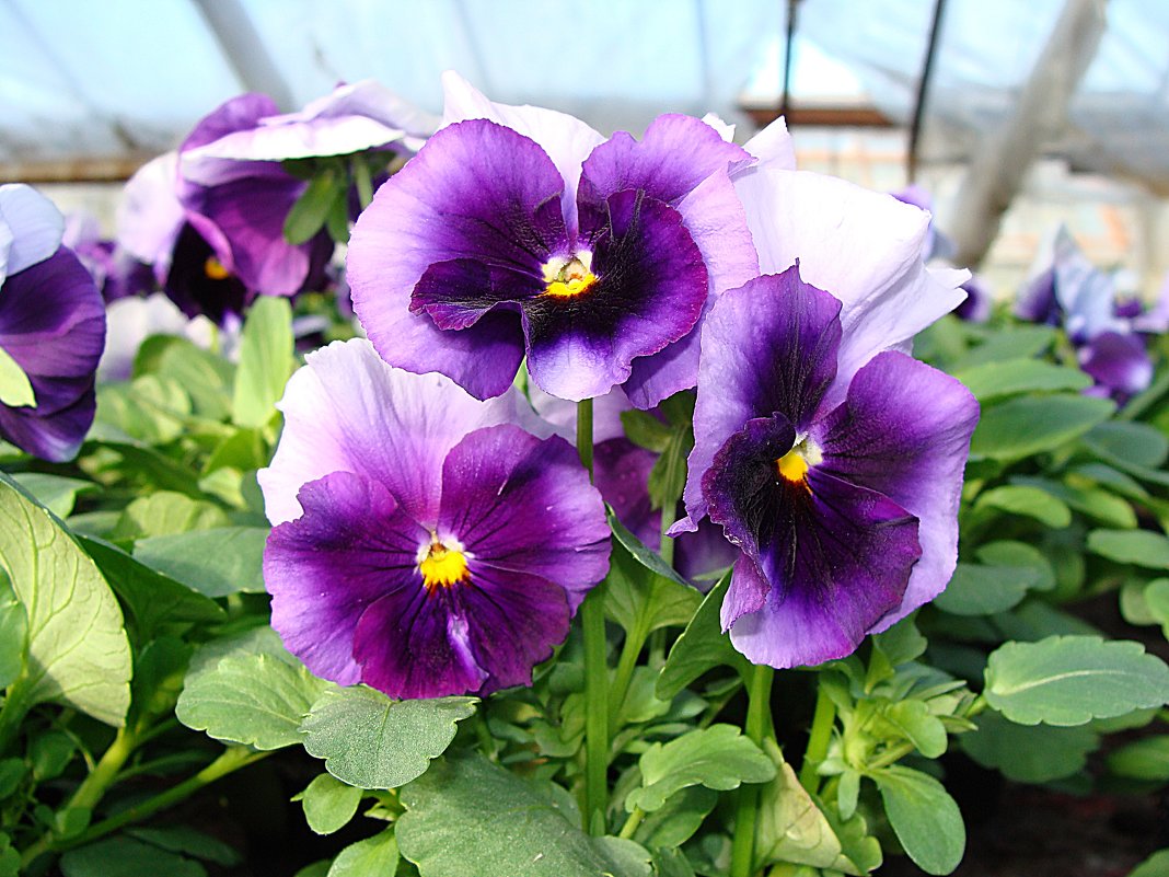 Viola x wittrockiana Selecta Beaconsfield - laana laadas