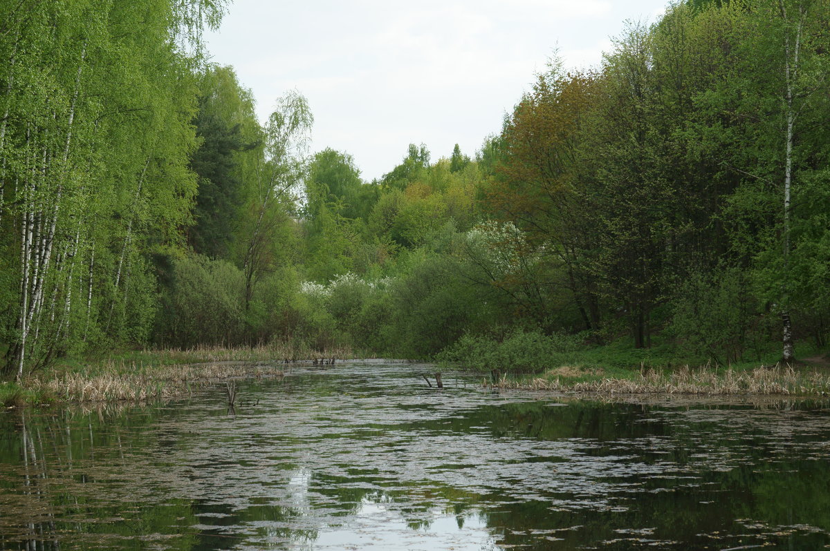 там чудеса, там леший бродит - Skrom .