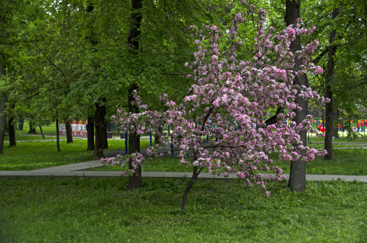 Сакура в парке - Анатолий Цыганок