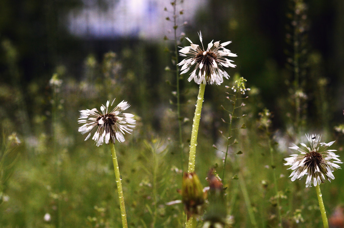 dandelions - Lena Loft