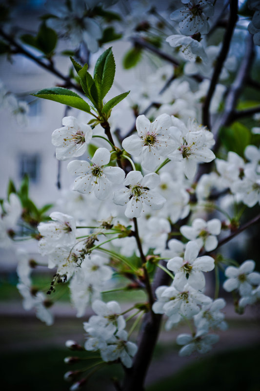 Цветущая весна - Дарья Селянкина