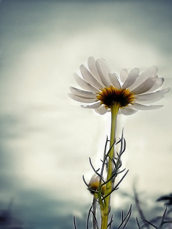 Цветок надежды - Veronika Zyryanova