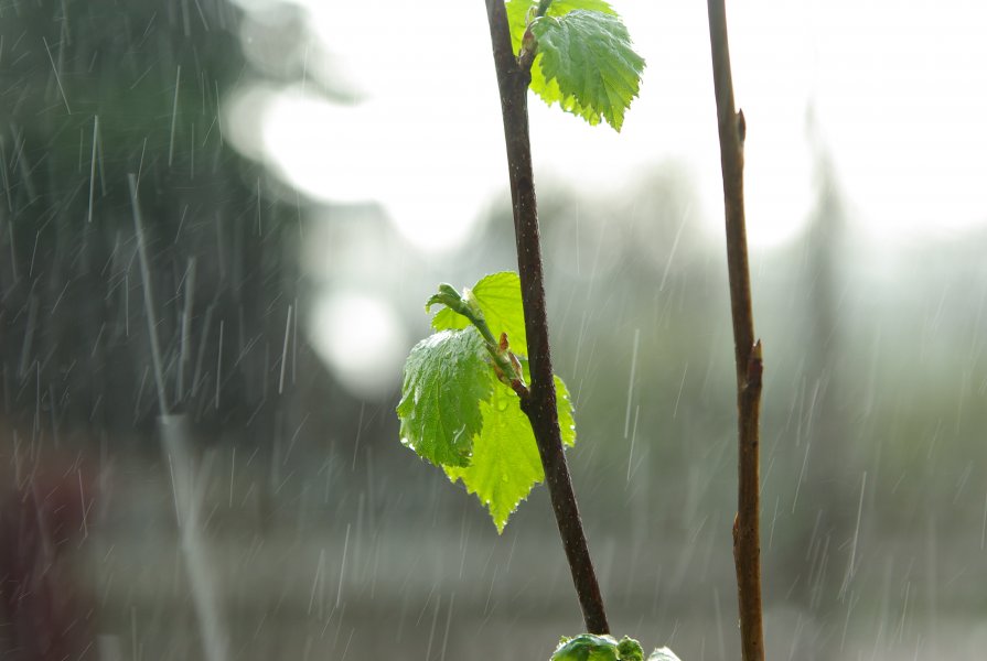 la primavera lluvia - Светлана Ш