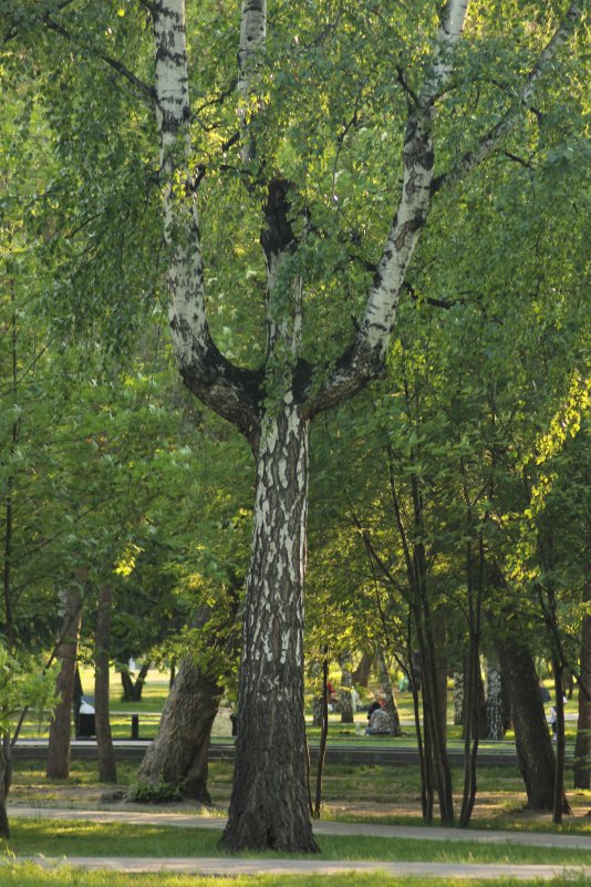 дерево - "человек" - ИГОРЬ МОСКАЛЕВ