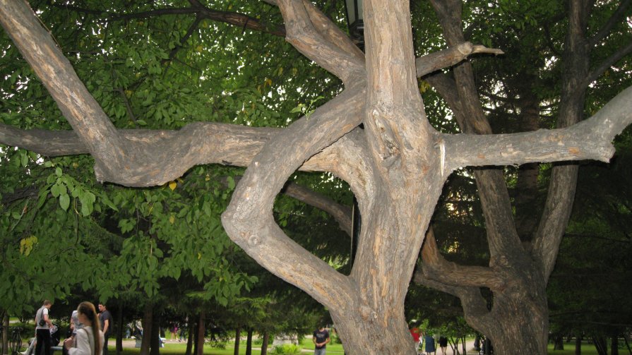 дерево - "иероглиф" - ИГОРЬ МОСКАЛЕВ