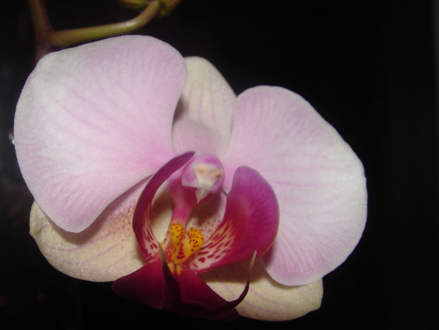 Орхидея - Алла )