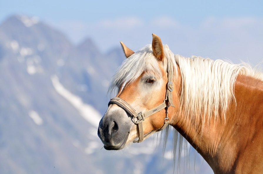 Конь в горах - Ирина Пол