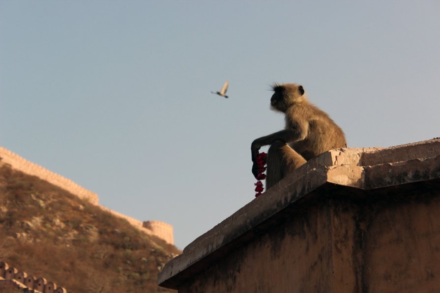 Amber Fort - Евгений Лазаренков