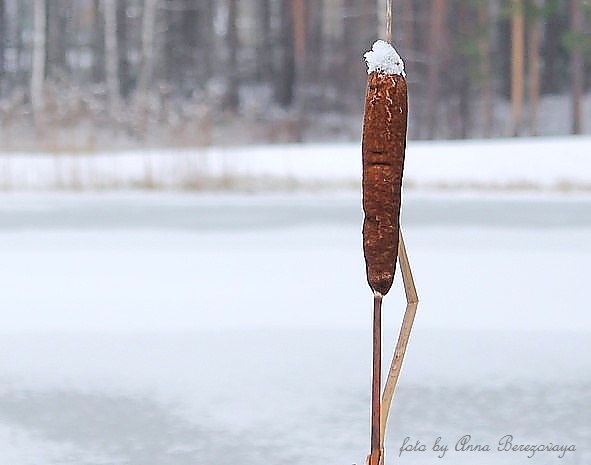 ... - Анна Березовая