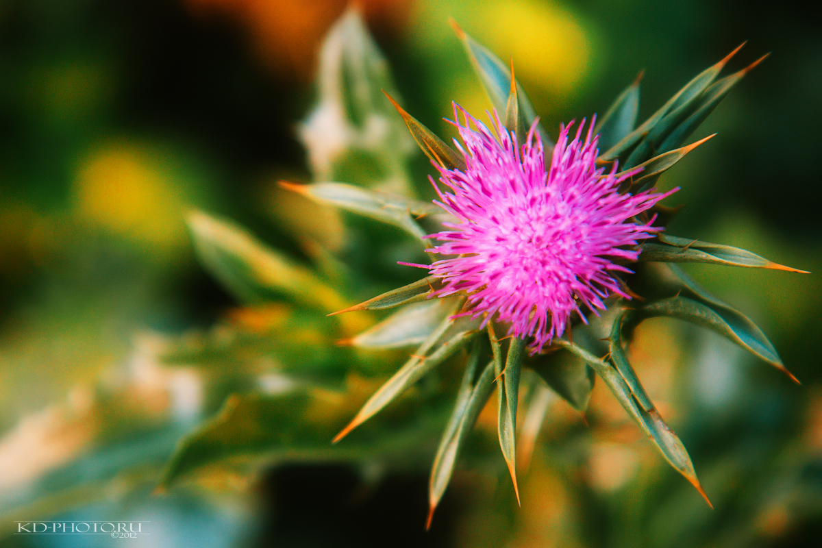 Milk thistle - Ксения kd-photo