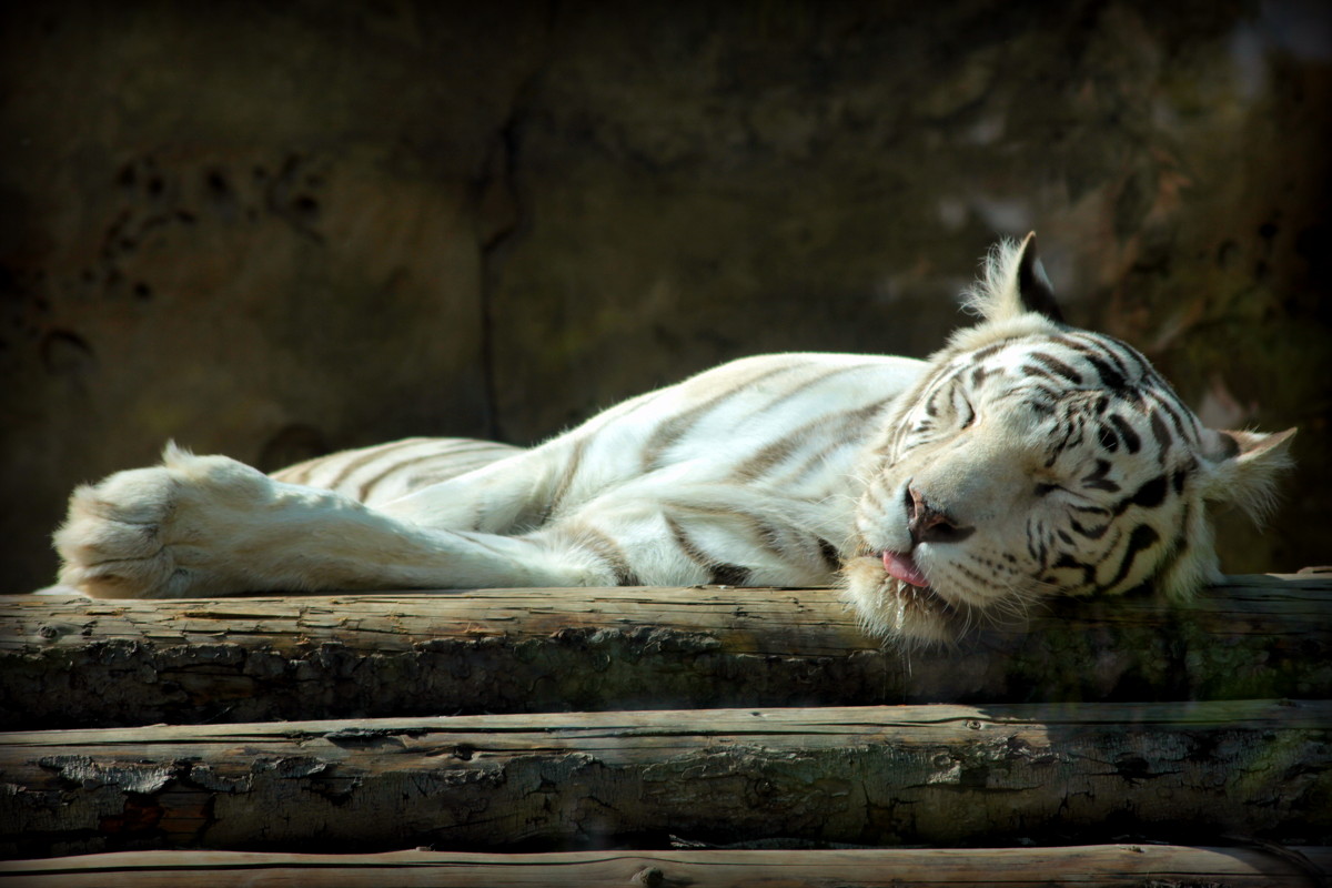 Задремал.(Бенгальский тигр (белая вариация)) - Евгеша Сафронова