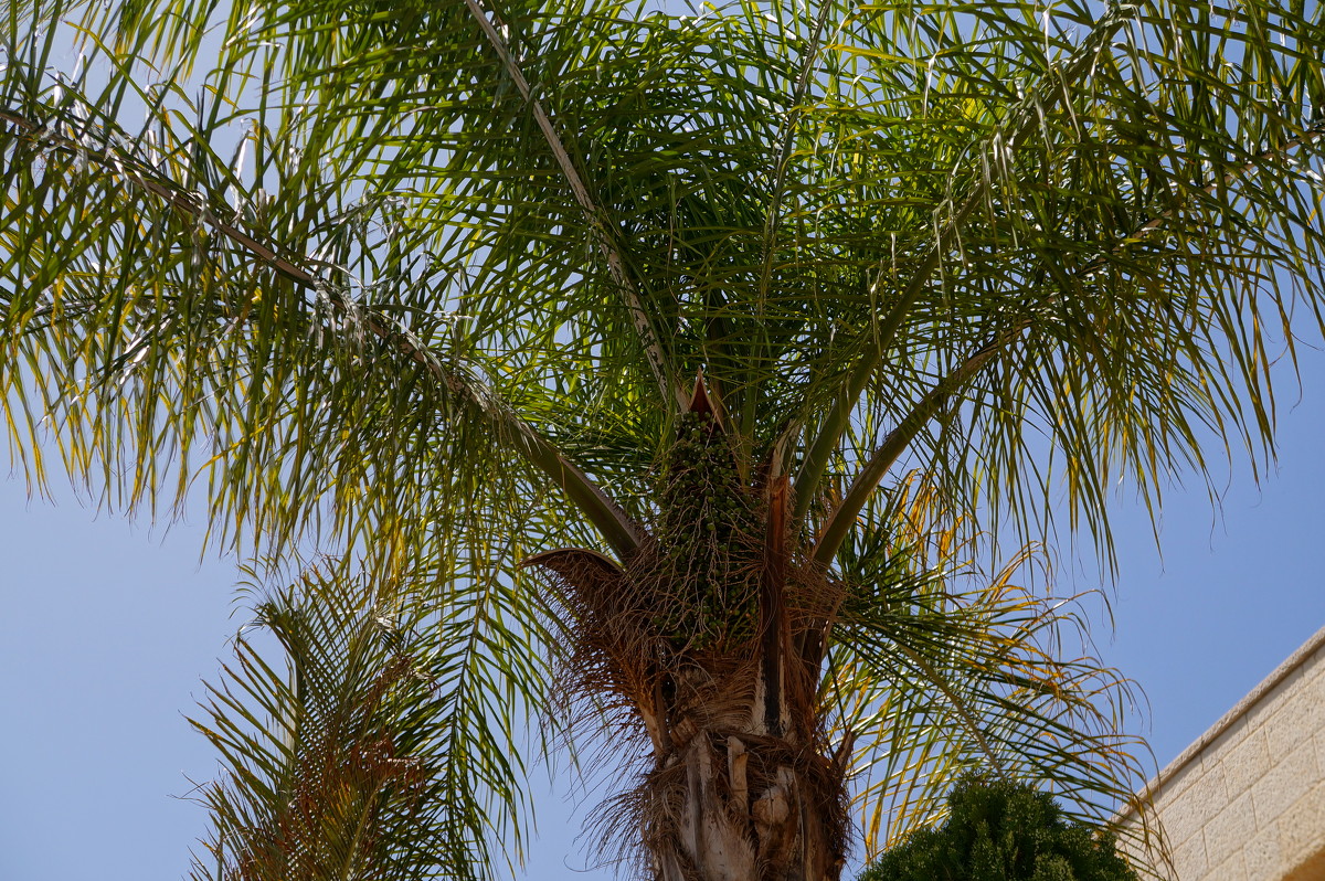 пальма - evgeni vaizer