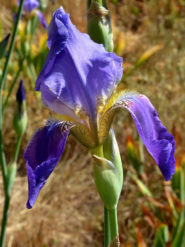 26.04.12 Ирис месопотамский Iris mesopotamica Семейство Ирисовые - Касатиковые (Iridaceae - Борис Ржевский