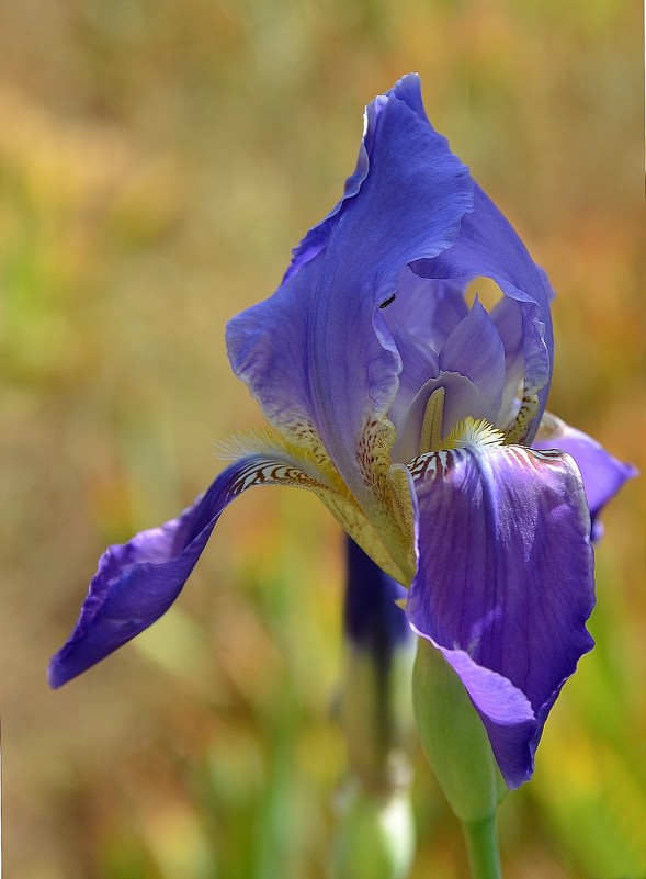 26.04.12 Ирис месопотамский Iris mesopotamica Семейство Ирисовые - Касатиковые (Iridaceae - Борис Ржевский