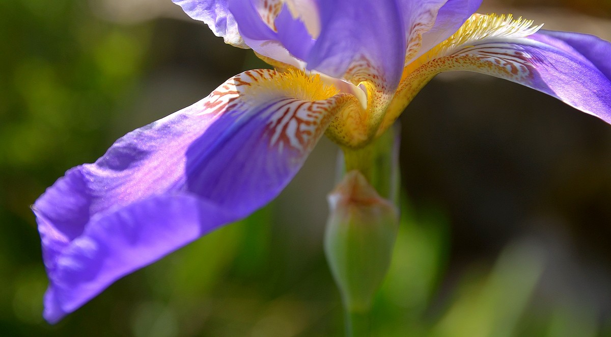 26.04.12 Ирис месопотамский Iris mesopotamica Семейство Ирисовые - Касатиковые (Iridaceae) Деталь - Борис Ржевский