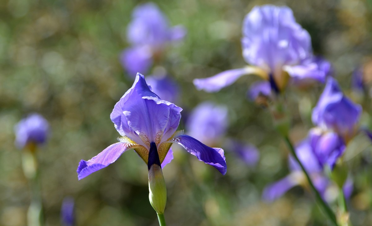 26.04.12 Ирис месопотамский Iris mesopotamica Семейство Ирисовые - Касатиковые (Iridaceae - Борис Ржевский