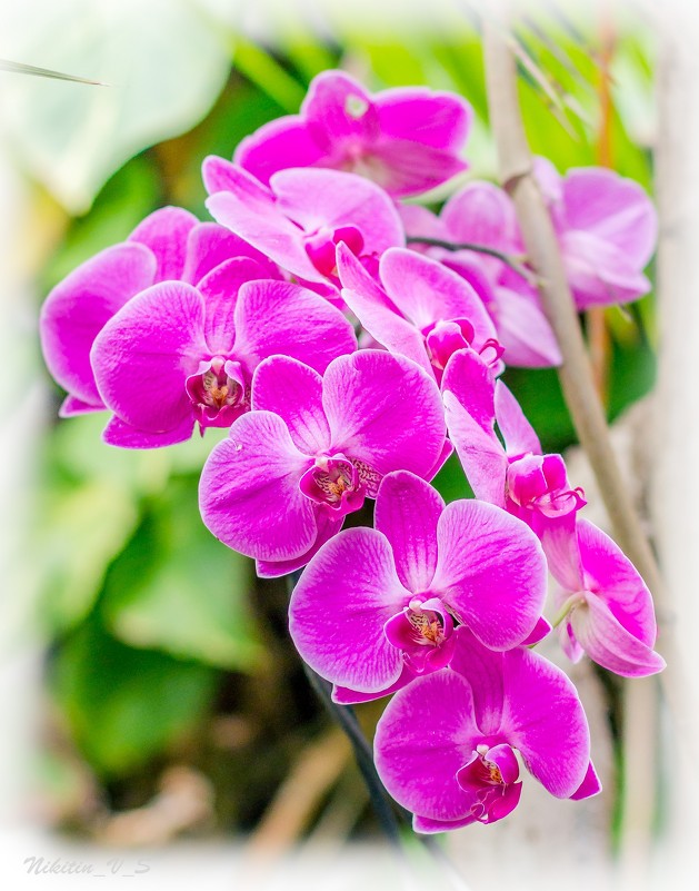 Phalaenopsis - Вадим Никитин