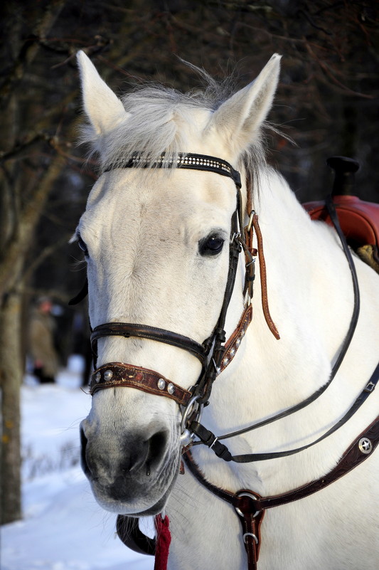 Белый конь - Роман Калугин