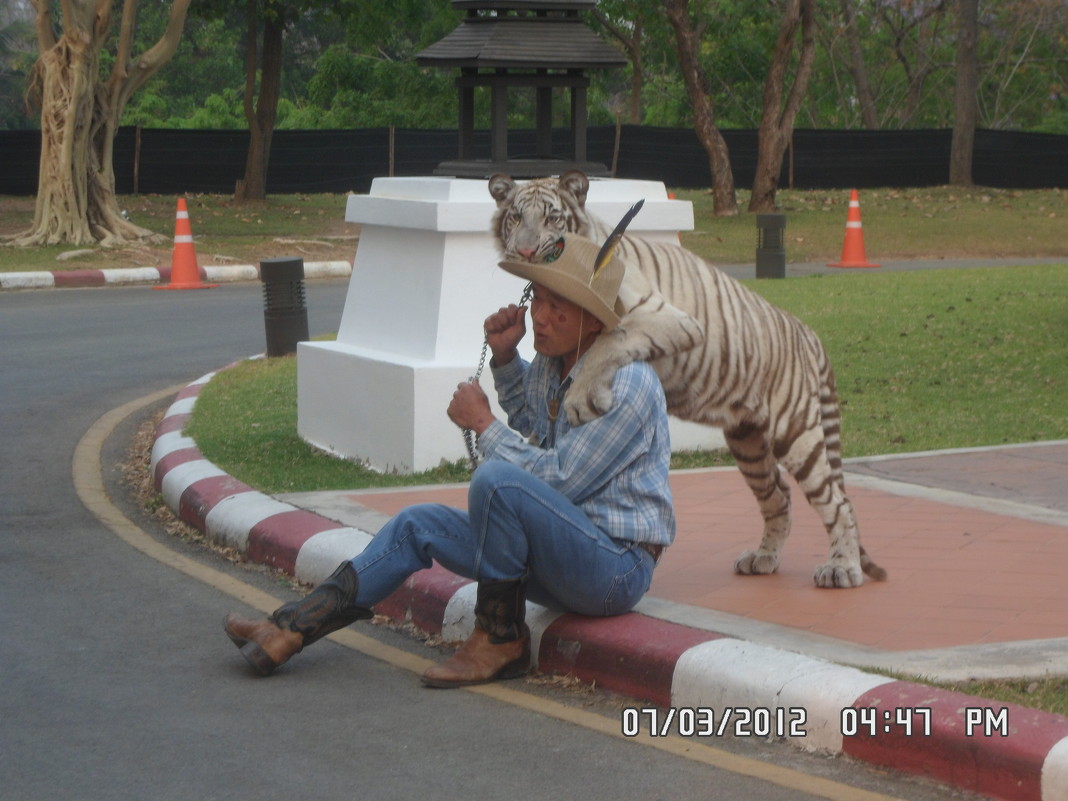 тигр со своим дрессировщиком на прогулке - Наталья Елизарова