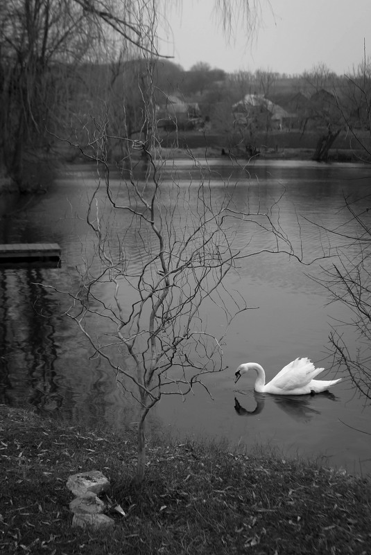 Лебедь на пруду - Андрей Белецкий
